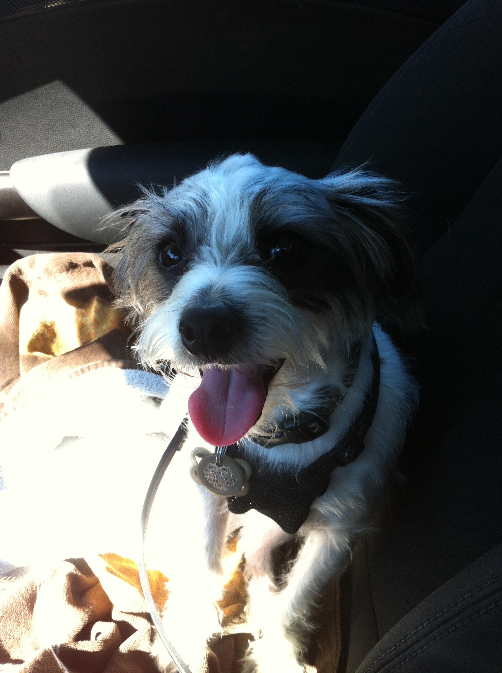 Wall-E Tails: My Precious!