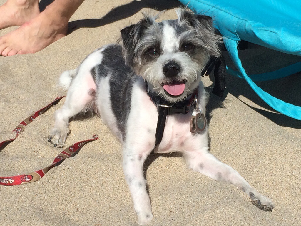 Wall-E Tails: Memorial Day and The Beach